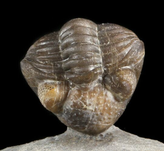 Rare, Enrolled Eifel Geesops Trilobite - Germany #50605